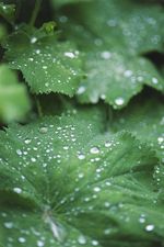 Morning Dew