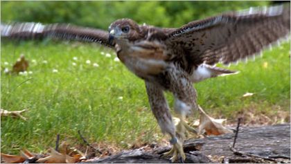 Hawk
