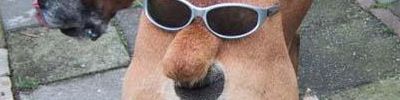 Dog Butt