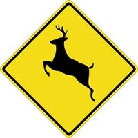 Deer Crossing