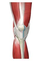 Quads