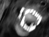 Dog Attack