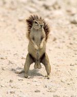 Squirrel Nuts