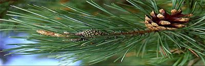 Pine Needles