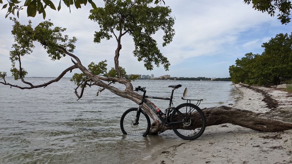 Felipe's Tree in Key Biscayne