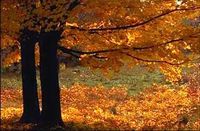 Fall Leaves